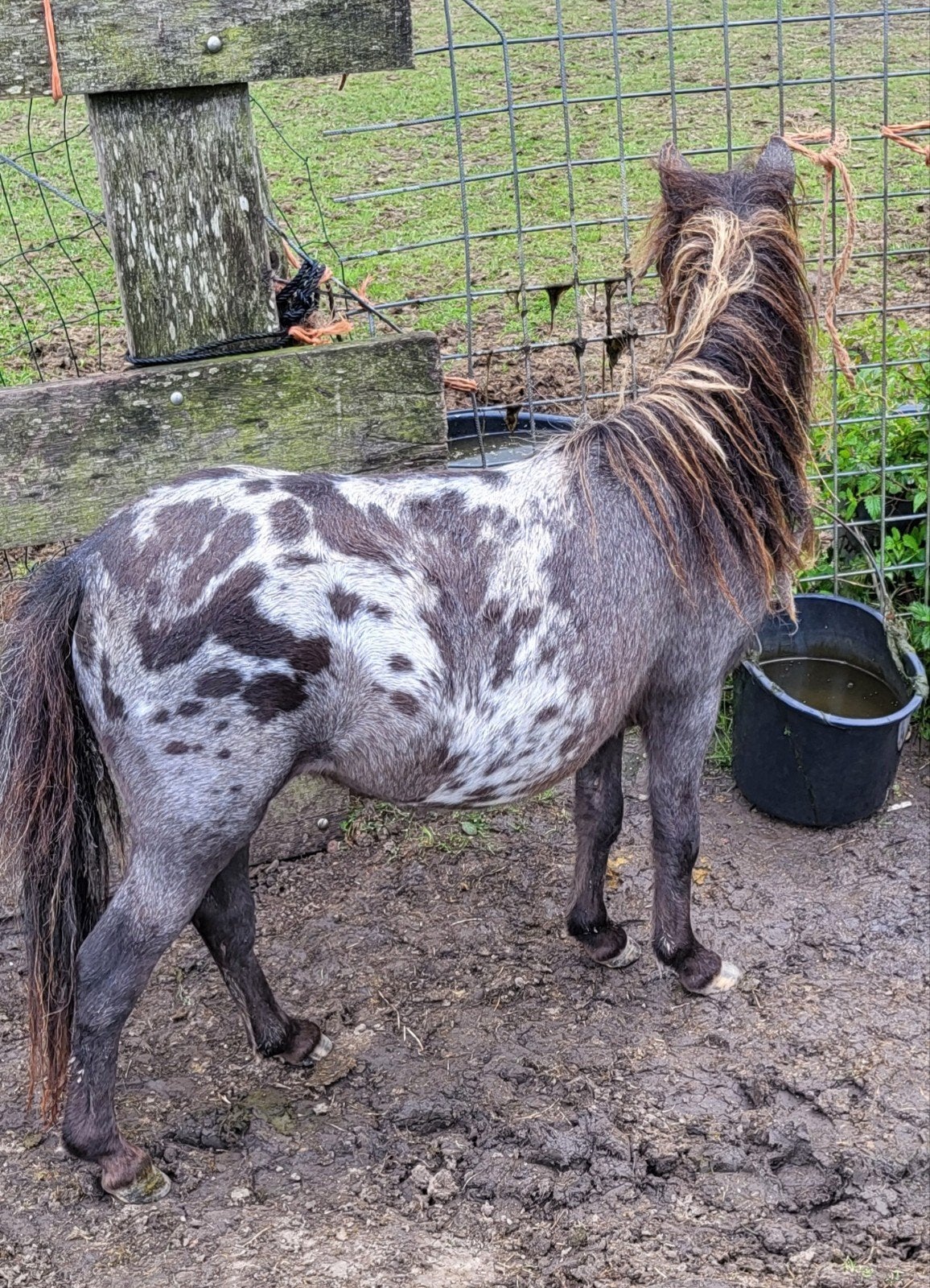2 prachtige minihengstjes., Dieren en Toebehoren, Hengst, A pony (tot 1.17m), 0 tot 2 jaar
