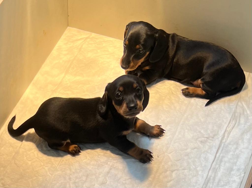 Teckel Pups Kaninchen, Dieren en Toebehoren, Kaninchen, Parvo, 8 tot 15 weken, Korthaar