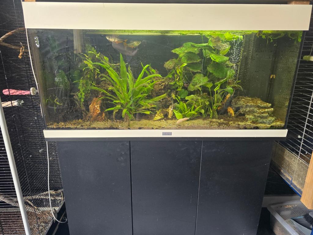Juwel Rio 100x50x40, Dieren en Toebehoren, Ophalen of Verzenden, Gevuld zoetwateraquarium