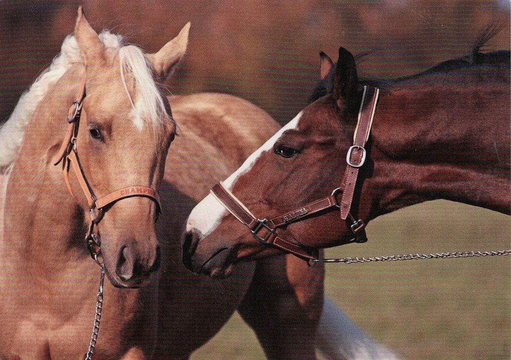 2 Paarden ruiken aan elkaar 493, Verzamelen, Ophalen of Verzenden, 1980 tot heden, Ongelopen, Paard