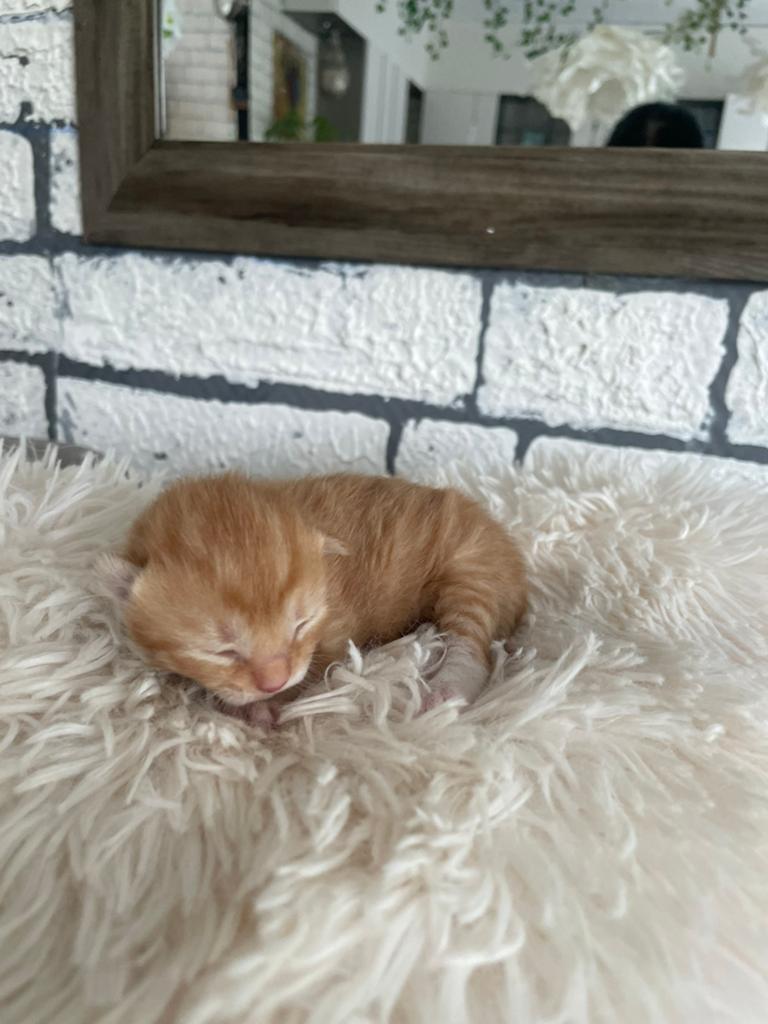 3 halve main coon kittens, Dieren en Toebehoren, Katten en Kittens | Raskatten | Langhaar, Meerdere dieren, Ontwormd