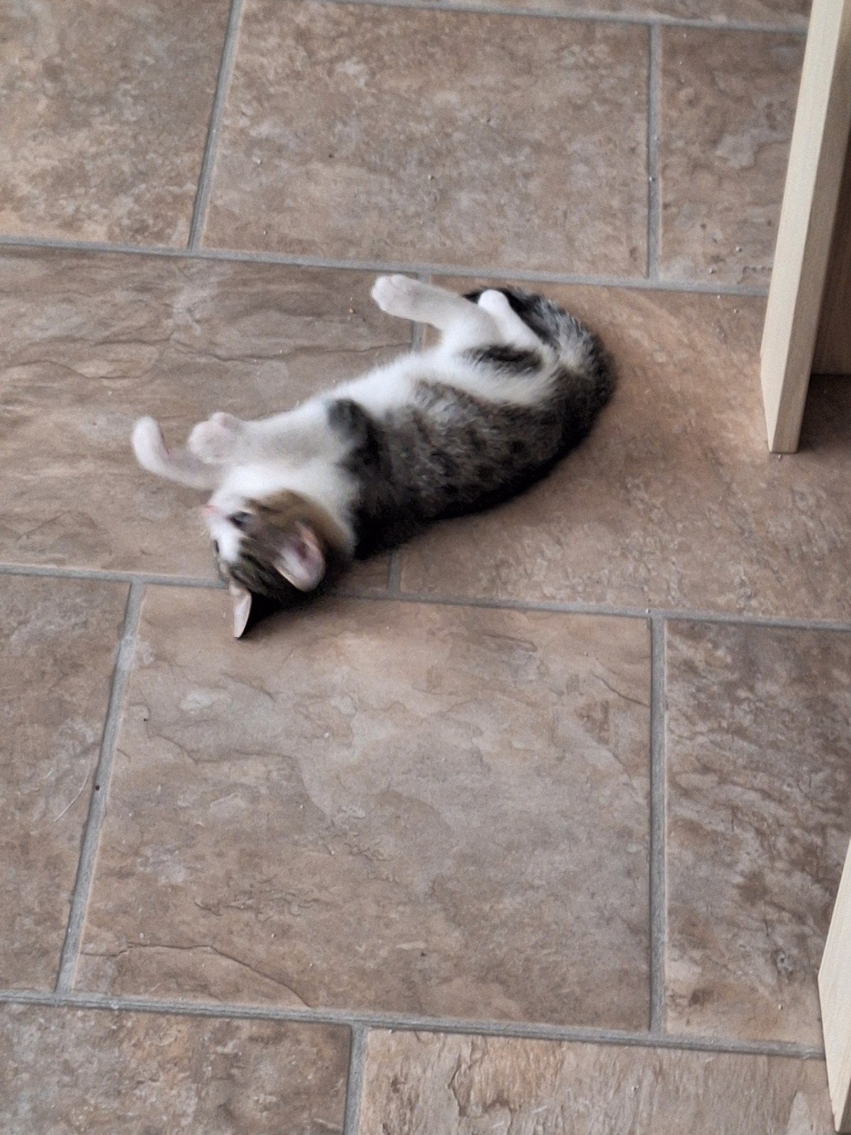 Lieve kittens zoeken baasje, Dieren en Toebehoren
