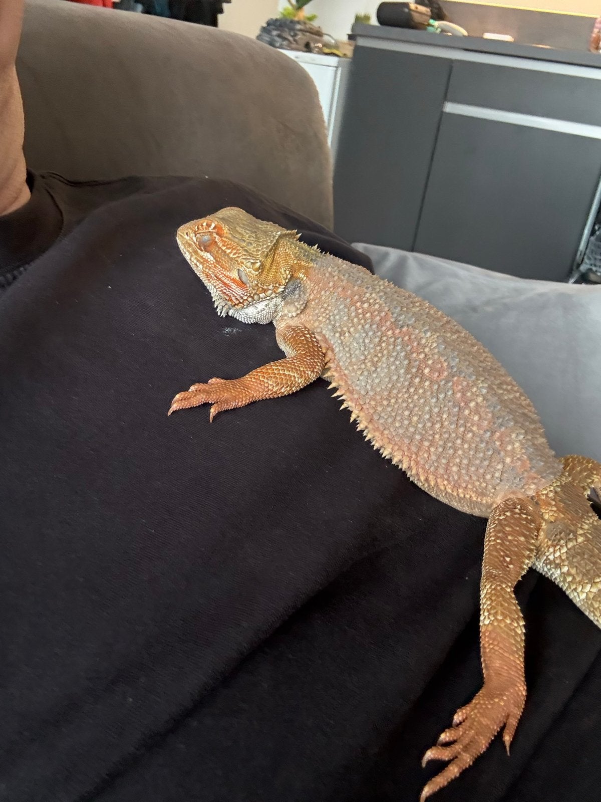 Baardagaam met terarium te koop Bearded Dragon photo 9