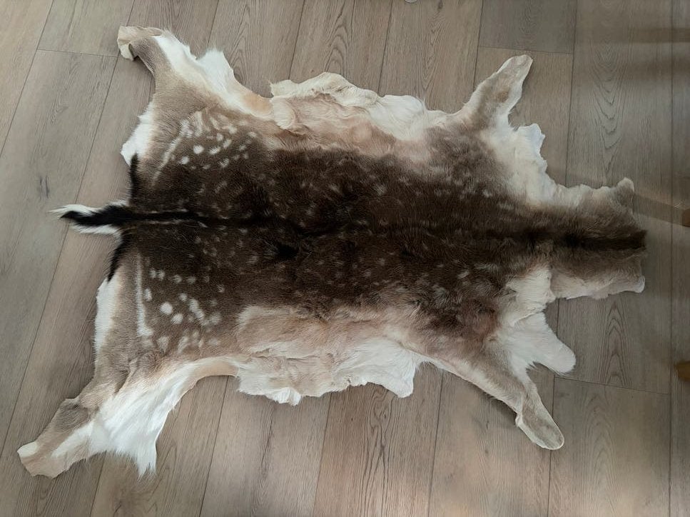 Nieuw Damhert Vacht - Decoratief en Uniek, 100 tot 150 cm, Bruin, Nieuw, Overige vormen