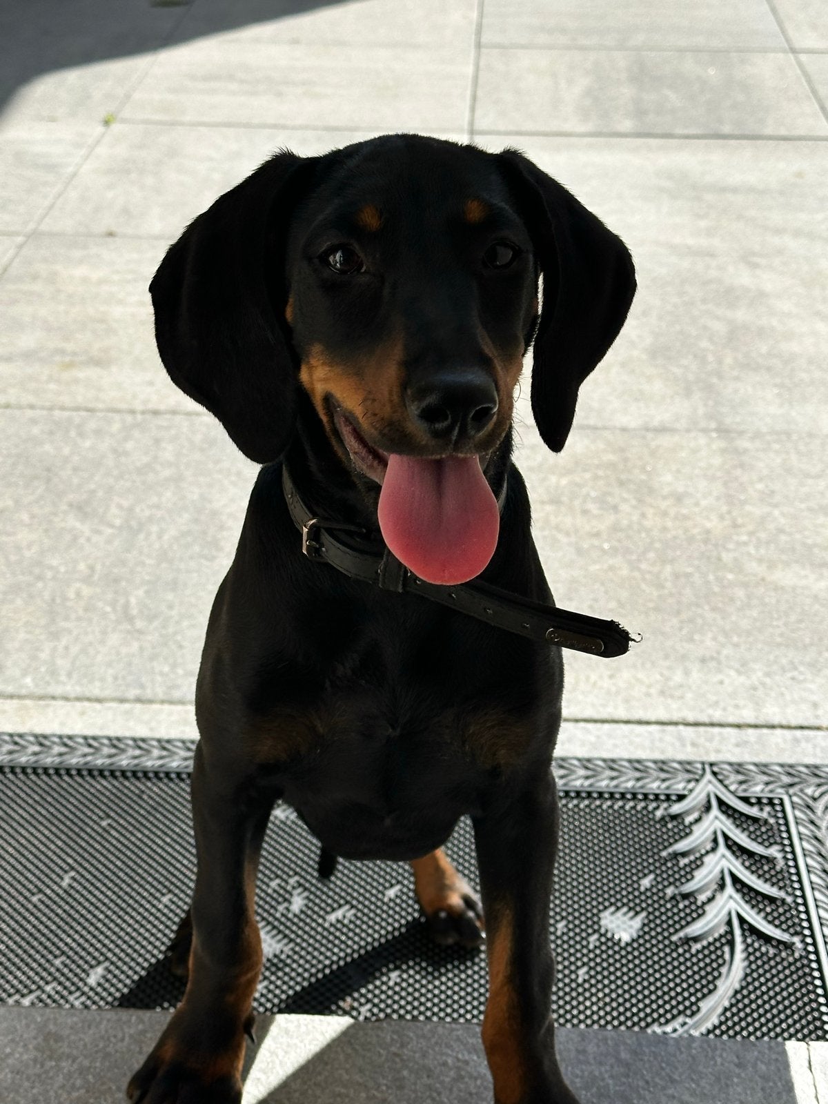 Poolse jacht, hond teefje 15 weken oud, CDV (hondenziekte), Fokker | Hobbymatig, 8 tot 15 weken, Buitenland