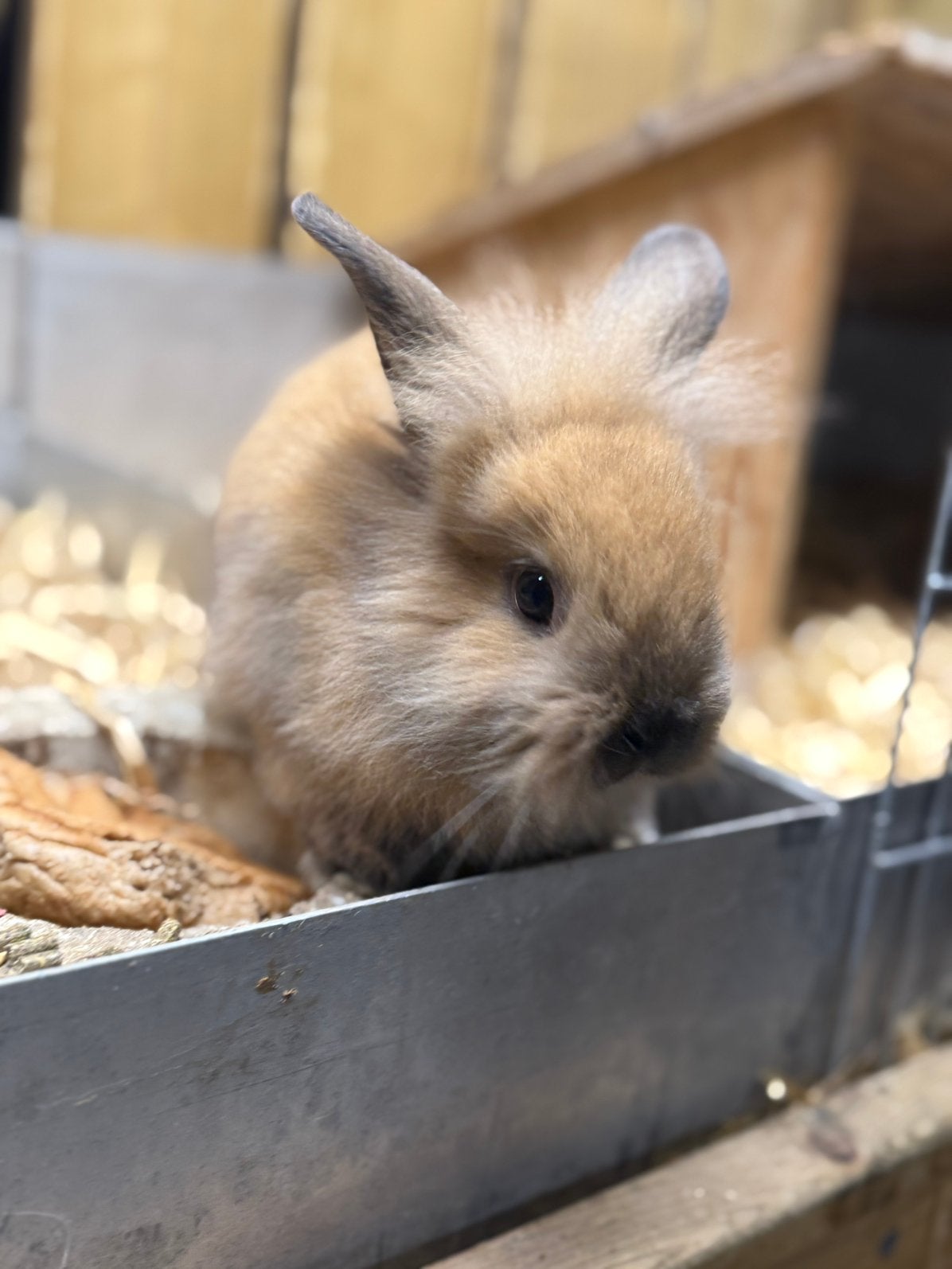 Jonge konijntjes, mannetjes en vrouwtjes, Meerdere dieren