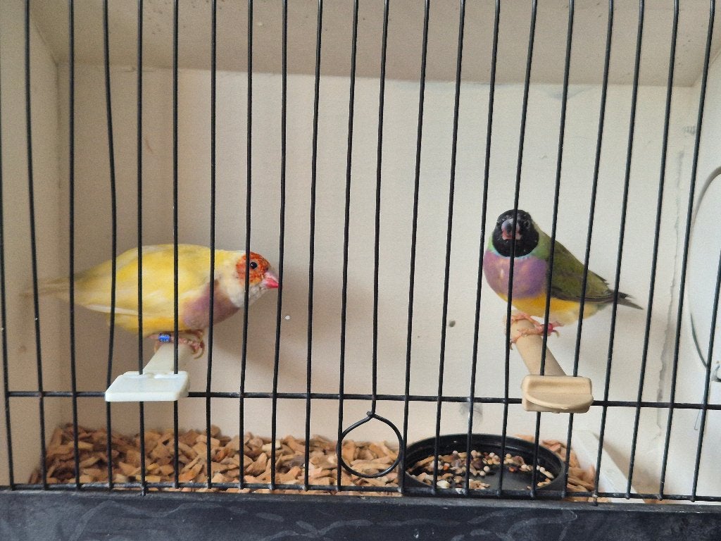 Gouldamadine, Vrouwelijk, Tropenvogel, Geringd