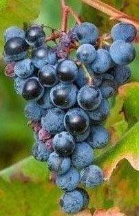 Blauwe druif (Glorie van Boskoop) planten, Ophalen, Vaste plant, Halfschaduw, Fruitplanten