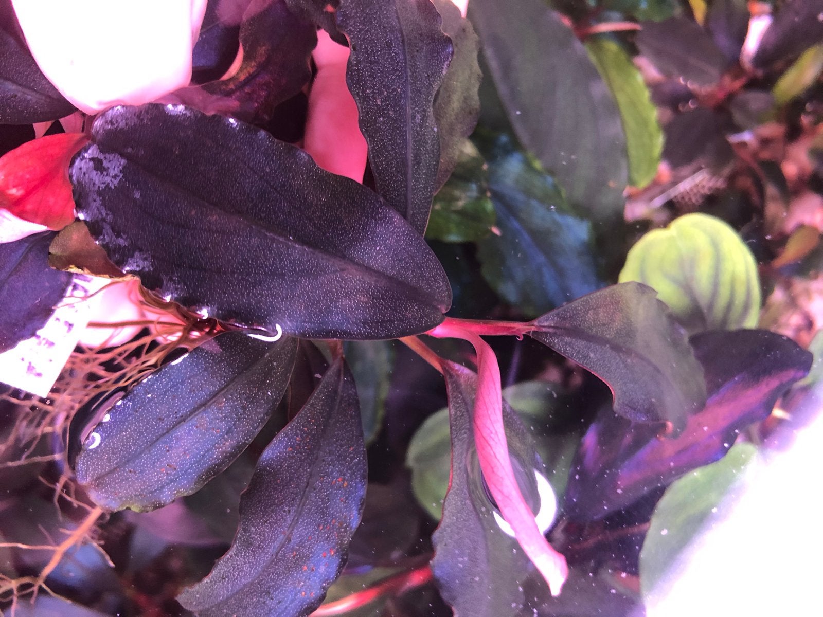 Bucephalandra Helena Dark Melawi, Dieren en Toebehoren, Ophalen of Verzenden, Plant(en), Steen of Hout