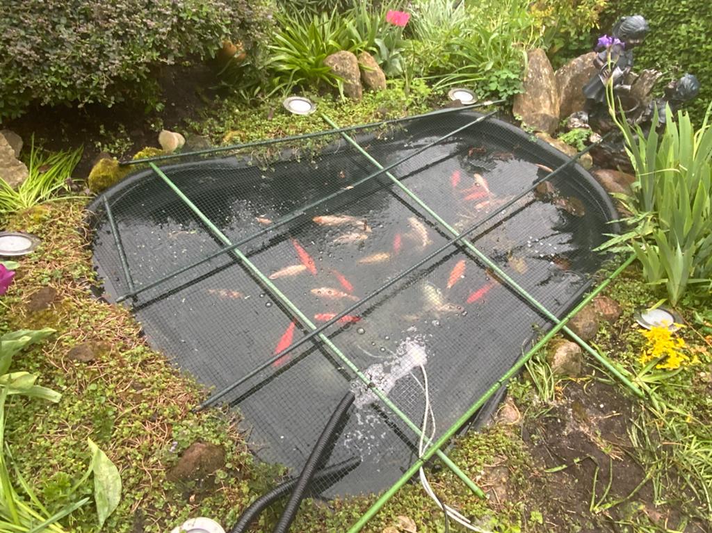Complete vijver met koi's 🐠, Tuin en Terras, Ophalen, Gebruikt