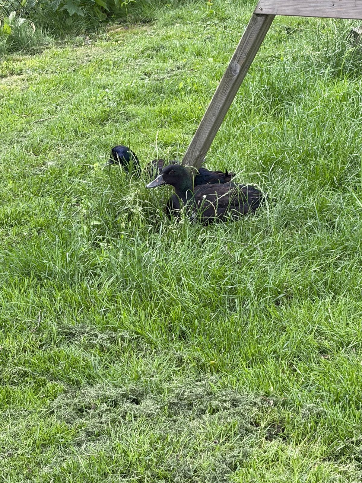 Cayuga eenden, Dieren en Toebehoren, Meerdere dieren, Eend