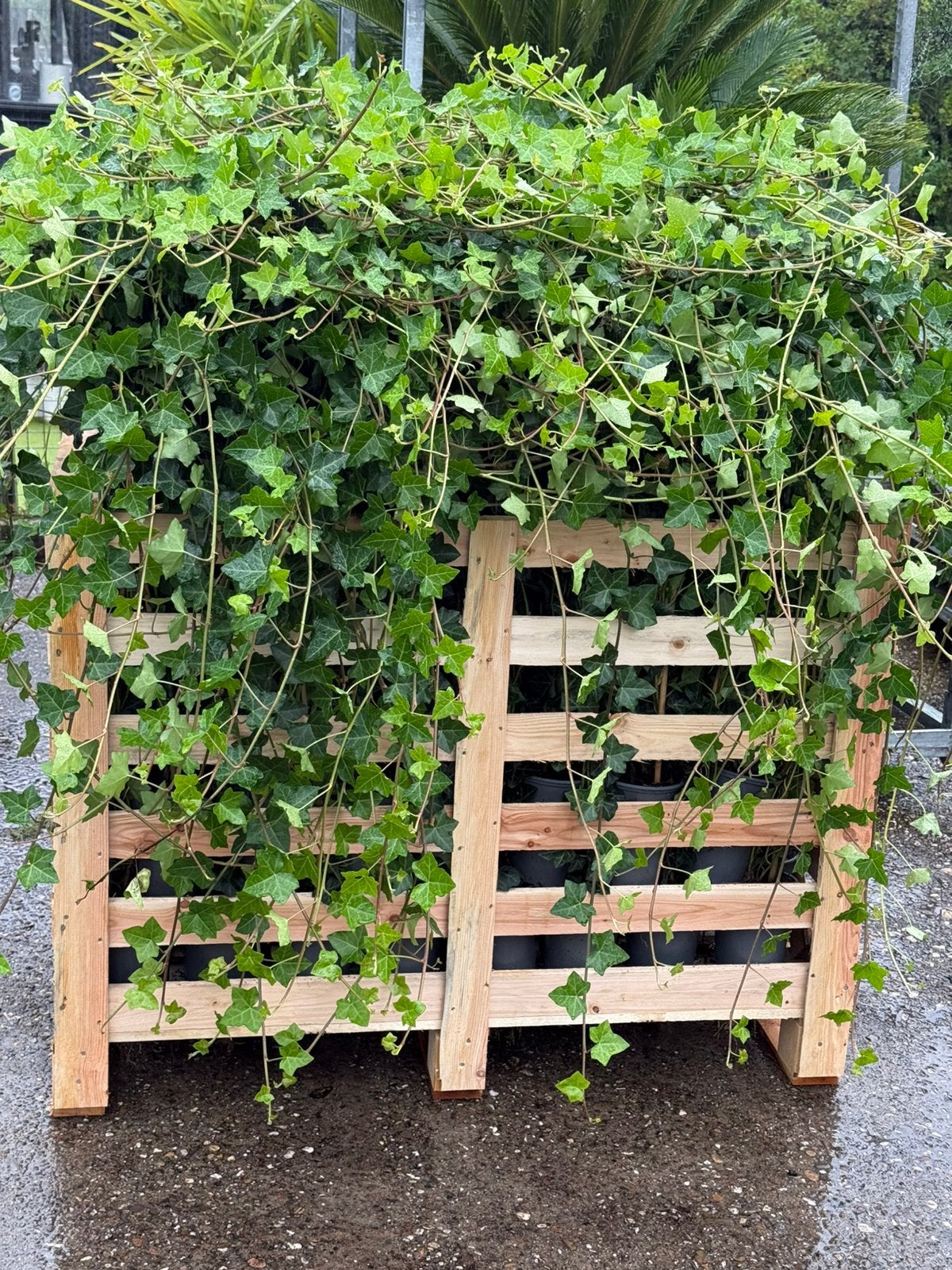 Hedera echt echt echt mooie planten snel dicht 4/5 pm, Tuin en Terras, Ophalen, Bloeit niet, Vaste plant, Klimplanten