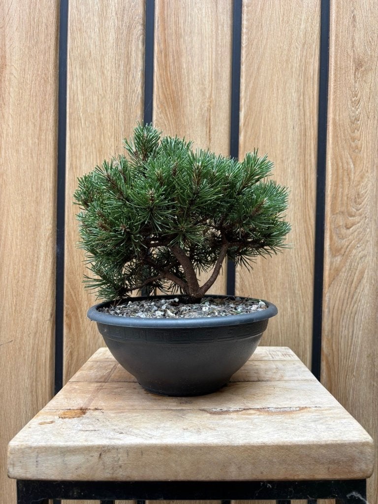 bonsai Pinus mugo 'Mops', Tuin en Terras, Planten | Bomen, Ophalen, Bloeit niet, Halfschaduw, Overige soorten