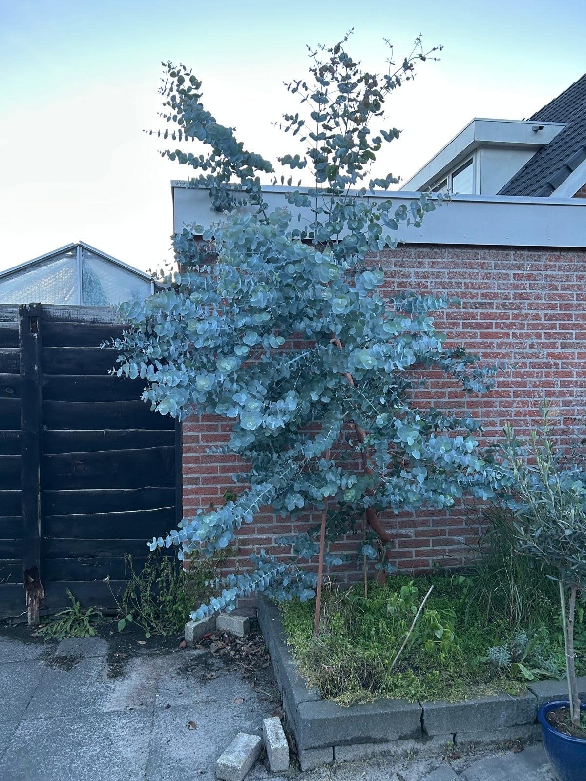 Prachtige Eucalyptus plant - Ideaal voor elke tuin!, Bloeit niet, Overige soorten, 100 tot 250 cm, Ophalen