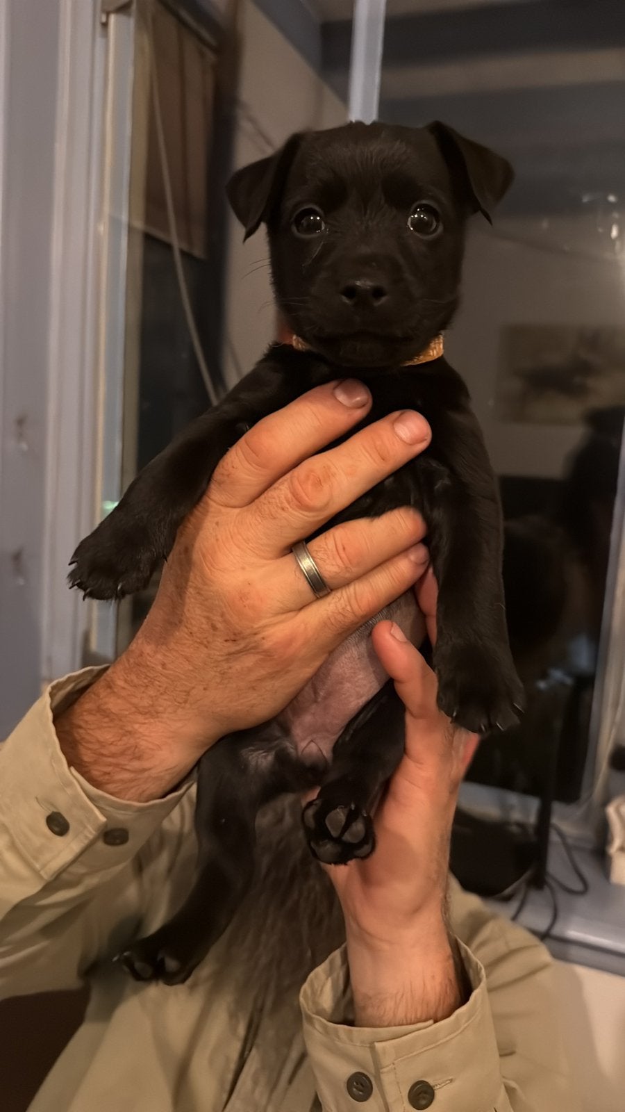 Terriër pups, nog 1 teefje beschikbaar!, 8 tot 15 weken, CDV (hondenziekte), Meerdere, Nederland