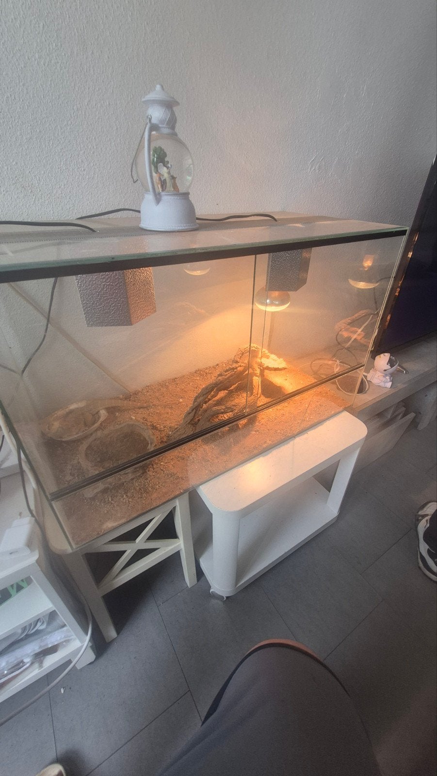 Baardagame terrarium compleet te koop – €60 € alleen vandaag, Dieren en Toebehoren, Reptielen en Amfibieën | Toebehoren, Ophalen