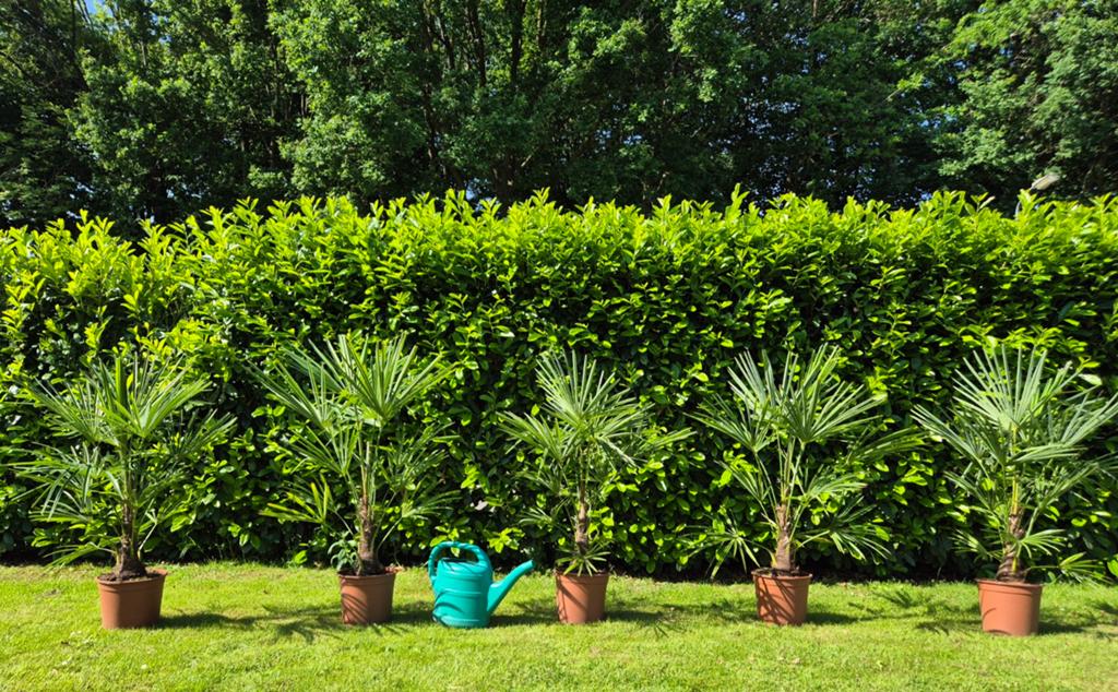 🌞🌴Vakantiegevoel palmboom palmbomen Trachycarpus Fortunei, Lente, 100 tot 250 cm, Palmboom, Ophalen