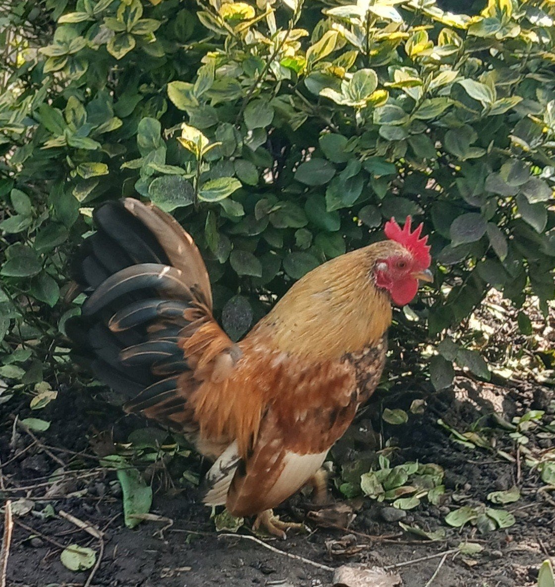 serama, Mannelijk, Kip