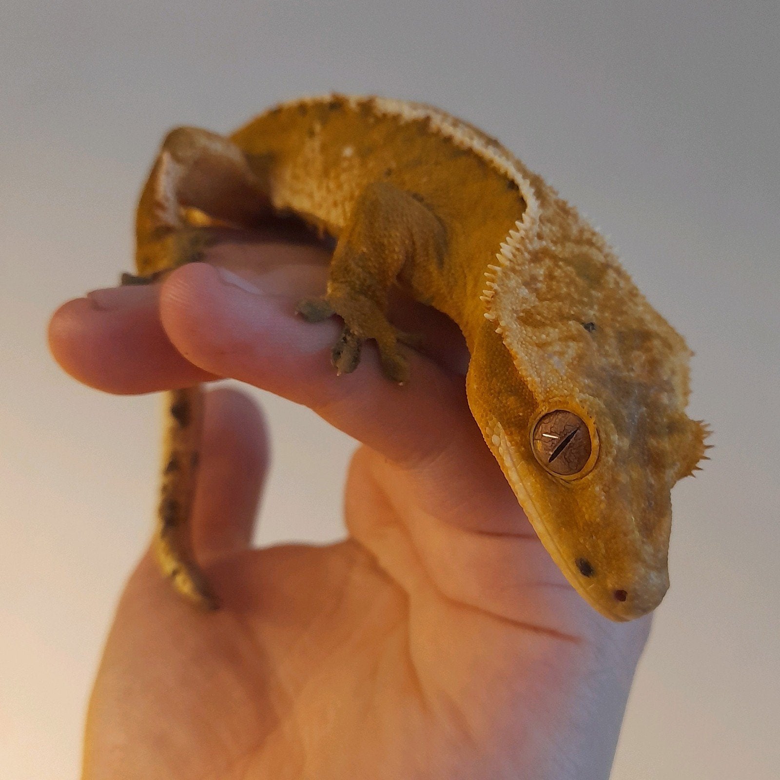 Wimper gecko baby (2 jaar) harlequin & dalmatian mix
