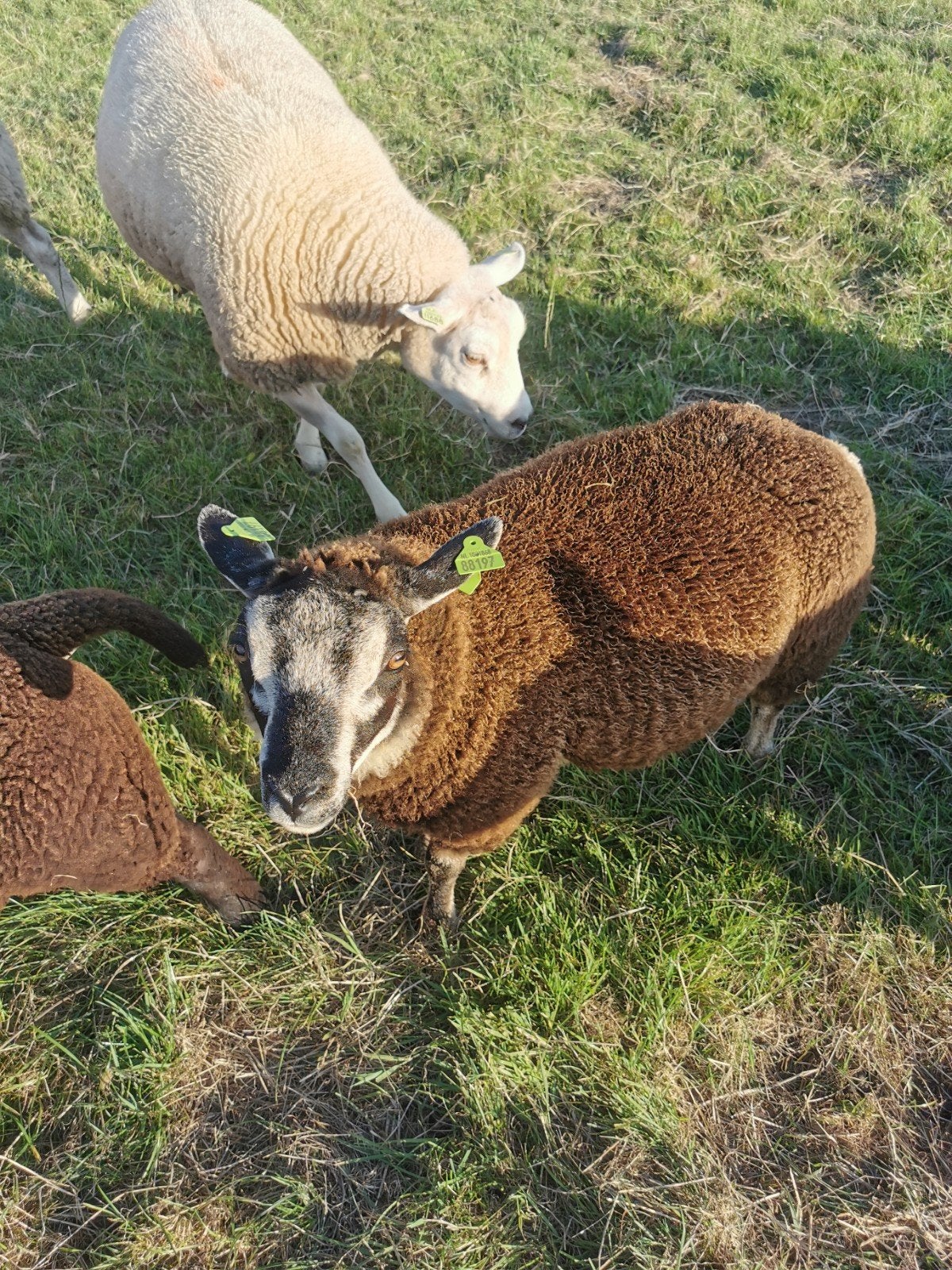 rammen en ooien, Meerdere dieren, Schaap