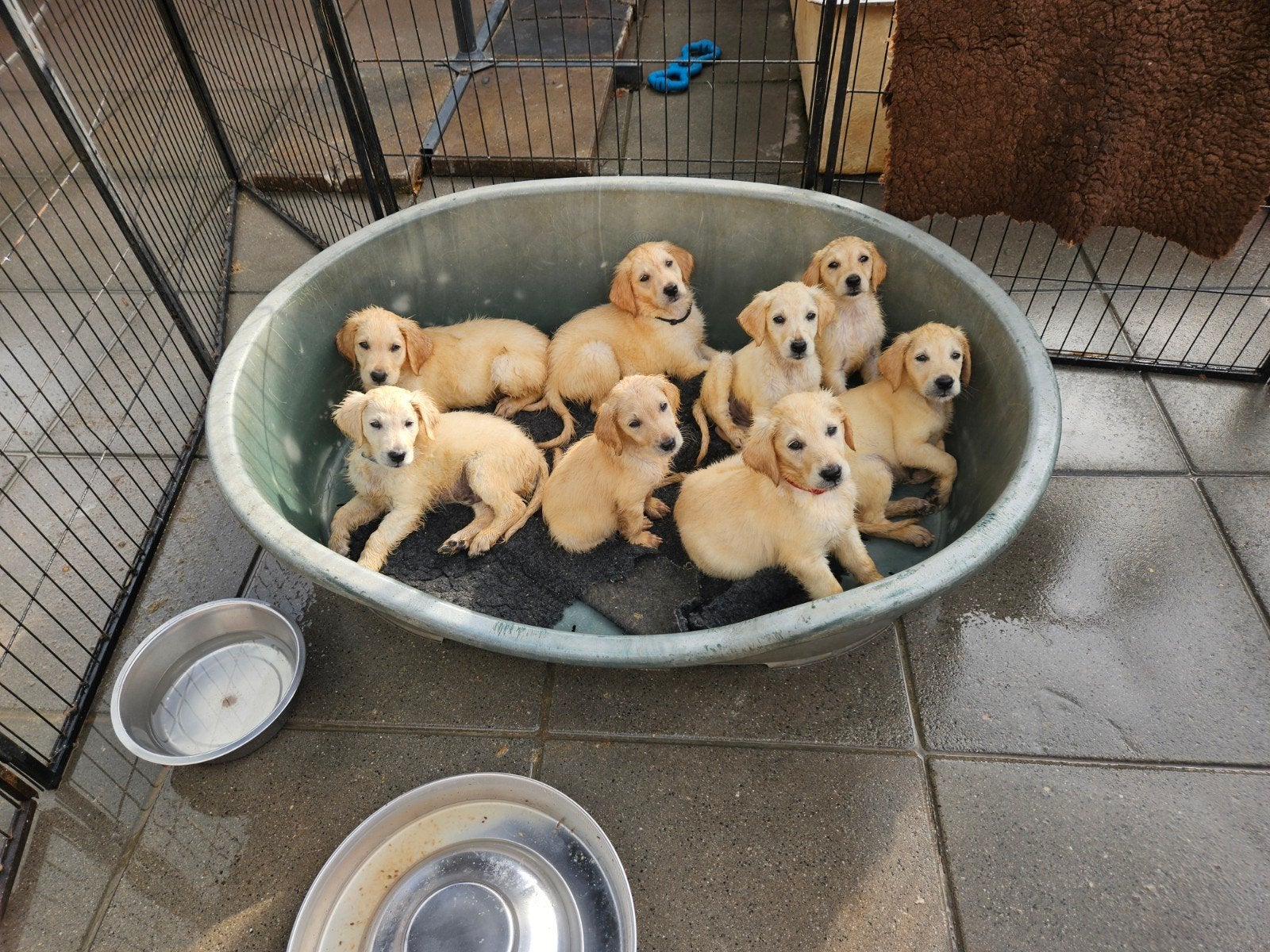 Te Koop Retriever Pups, Dieren en Toebehoren, Honden | Retrievers, Spaniëls en Waterhonden, Overige rassen, 8 tot 15 weken, Parvo