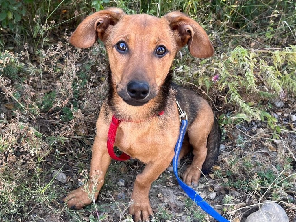 Pup Arthur is een lief en vrolijk hondje, Dieren en Toebehoren, Honden | Niet-rashonden, Particulier, 15 weken tot 1 jaar, Reu