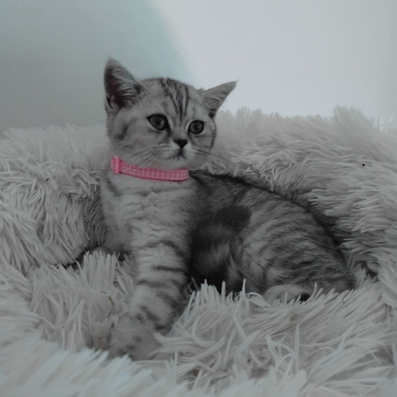100% britse korthaar kittens, Meerdere dieren, Gechipt, 0 tot 2 jaar