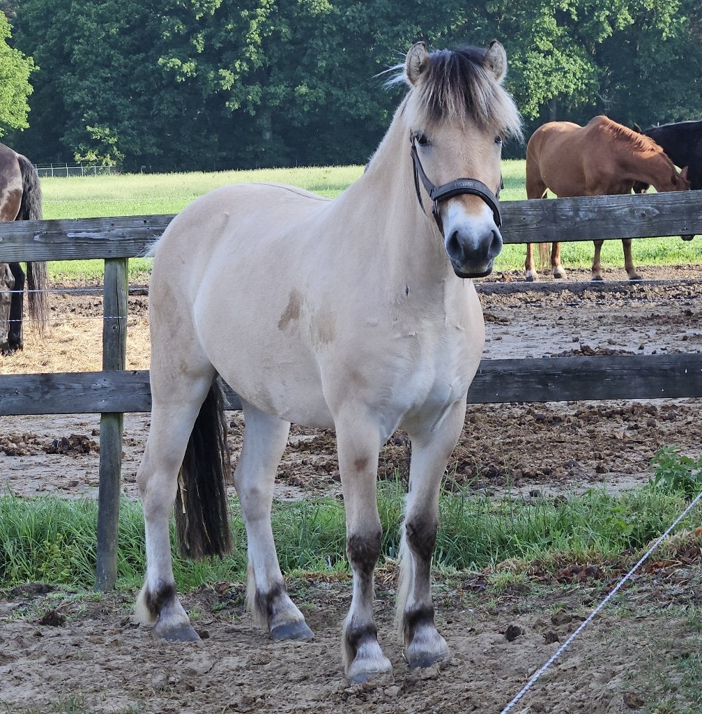 Fjord paard, Ruin, Niet van toepassing, Met stamboom, 3 tot 6 jaar