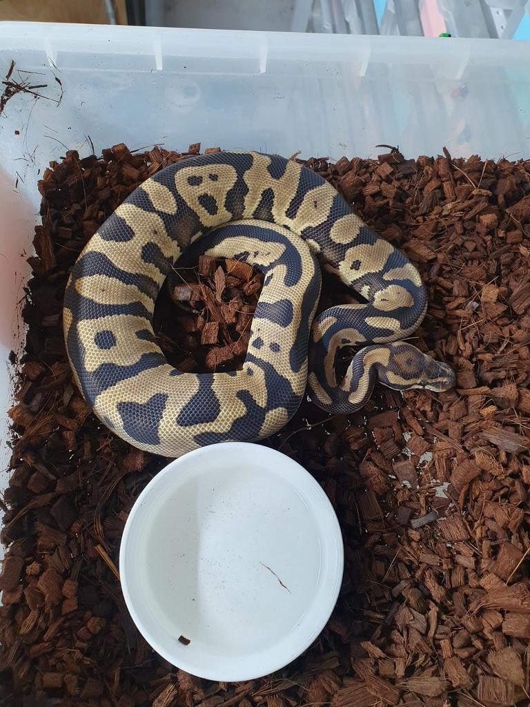 Koningspythons de laaste Ball Python - unknown for sale from Richard