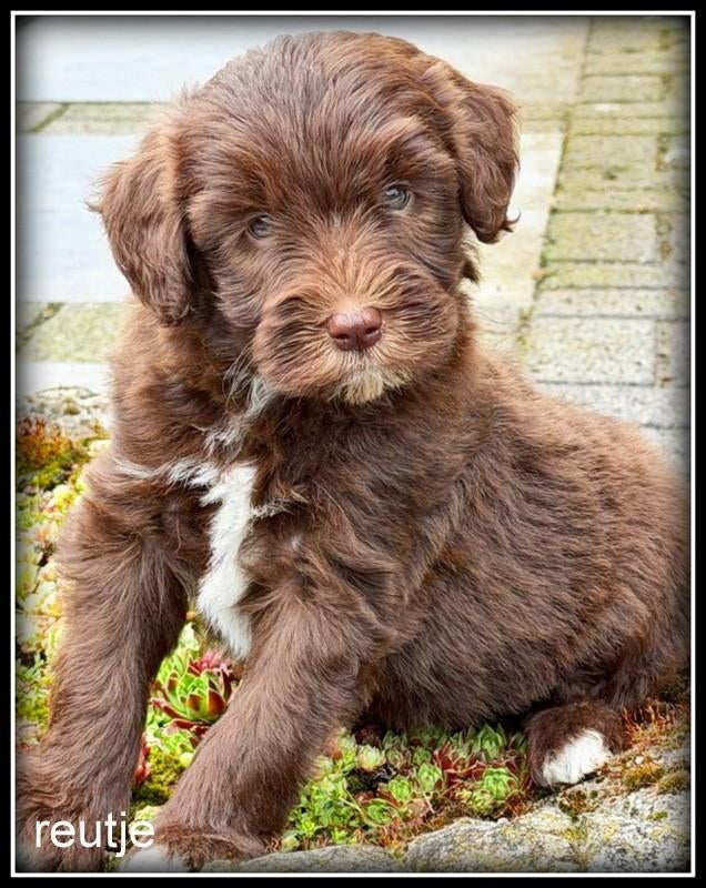 Bordoodle F1b pups. ( Bordoodle x Labradoodle ), Nederland, Parvo, Overige rassen, 8 tot 15 weken