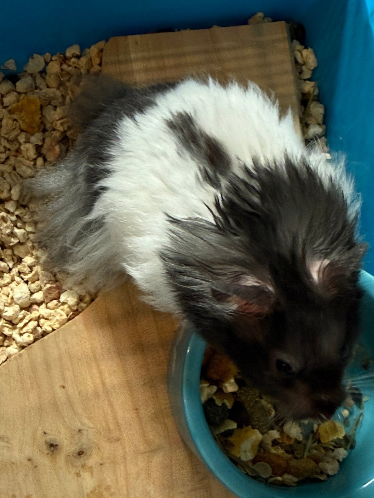 Hamsters, Dieren en Toebehoren, Hamster, Mei, Meerdere dieren, Tam