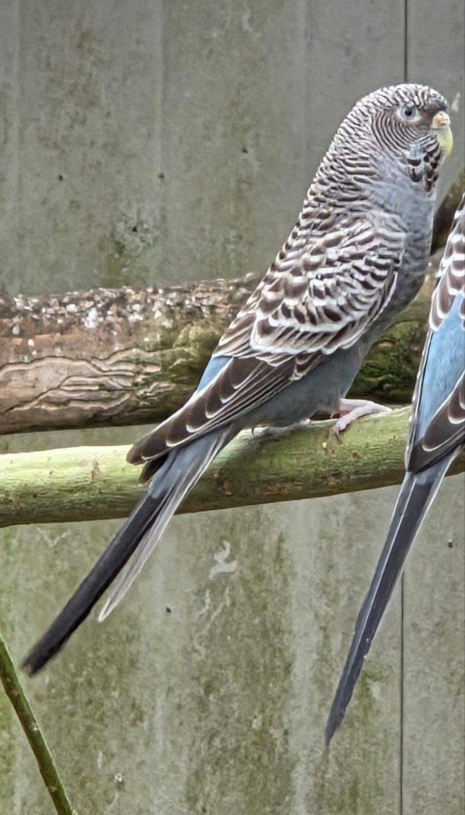 blackface split blackwing popen geringt, Dieren en Toebehoren, Meerdere dieren, Parkiet