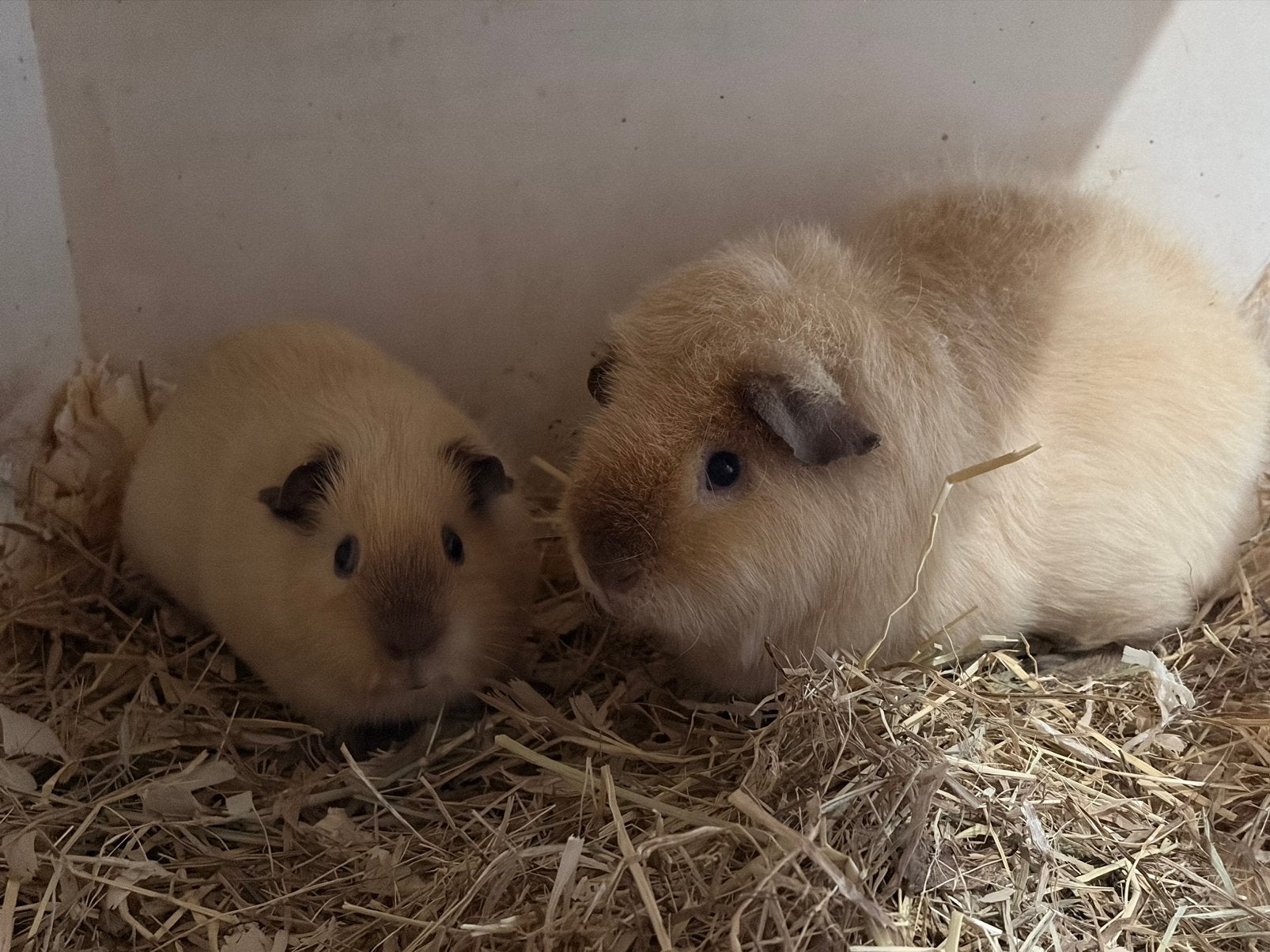 2 lieve mooie US Teddy cavia beertjes, Dieren en Toebehoren, Mannelijk, Tam, Maart, Cavia