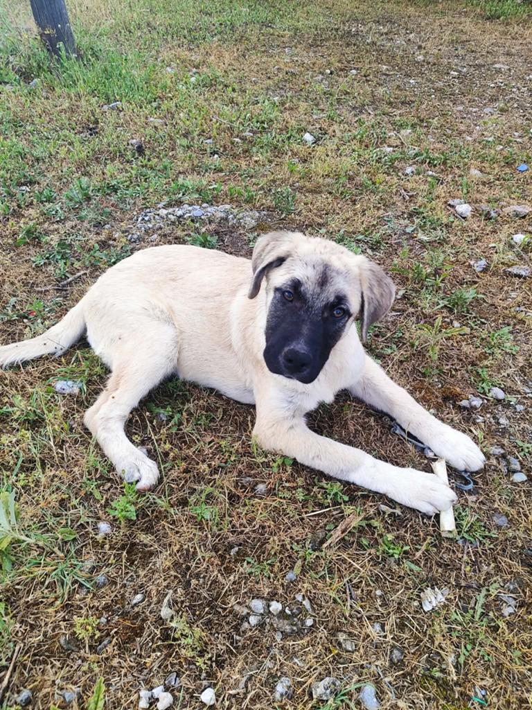 Vaso een prachtige lieve pup, Dieren en Toebehoren, Honden | Niet-rashonden, Particulier, 8 tot 15 weken, Buitenland, Teef