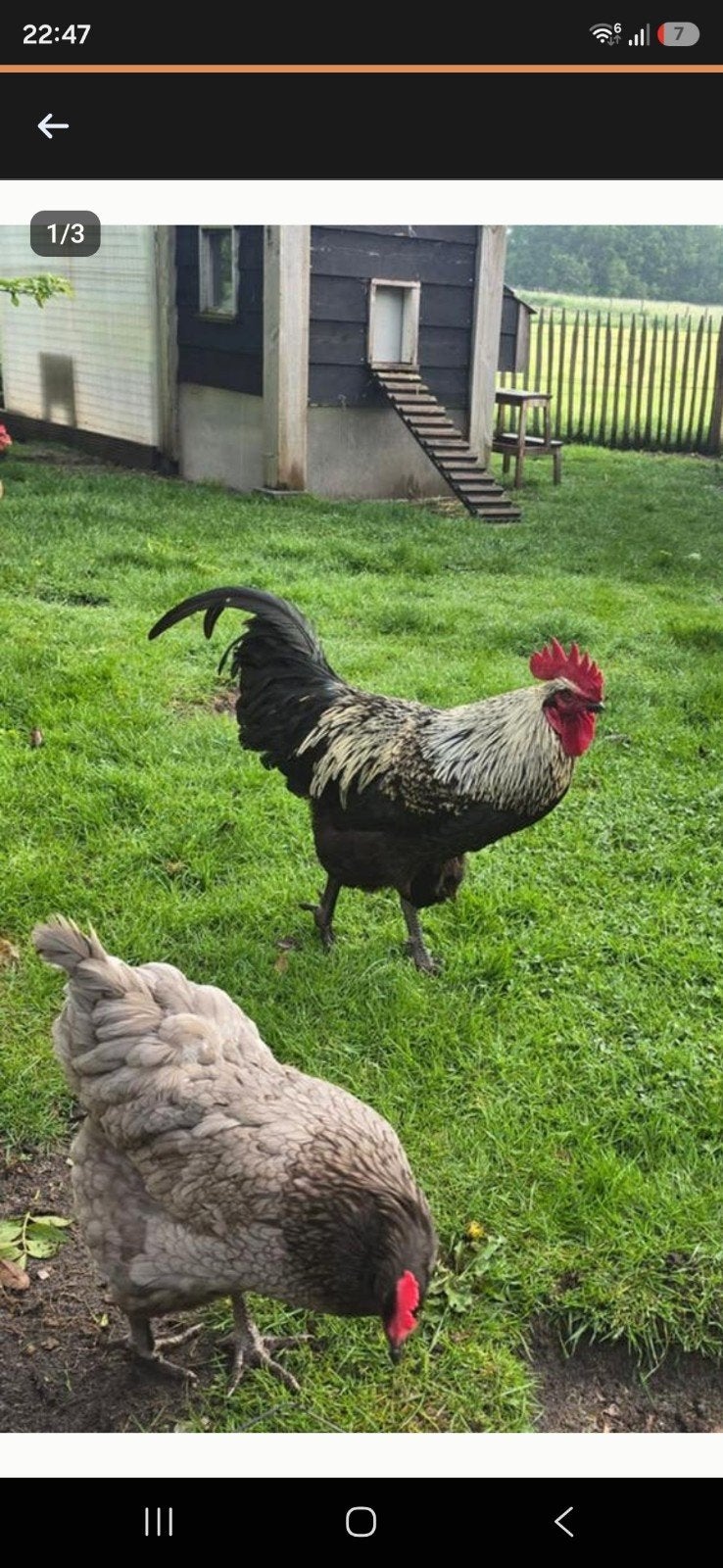 Blue de Landes haan, Dieren en Toebehoren, Pluimvee, Mannelijk, Kip