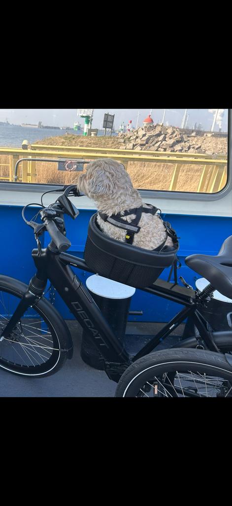 Honden fietsstoeltje voor kleine  honden, Ophalen of Verzenden, Gebruikt