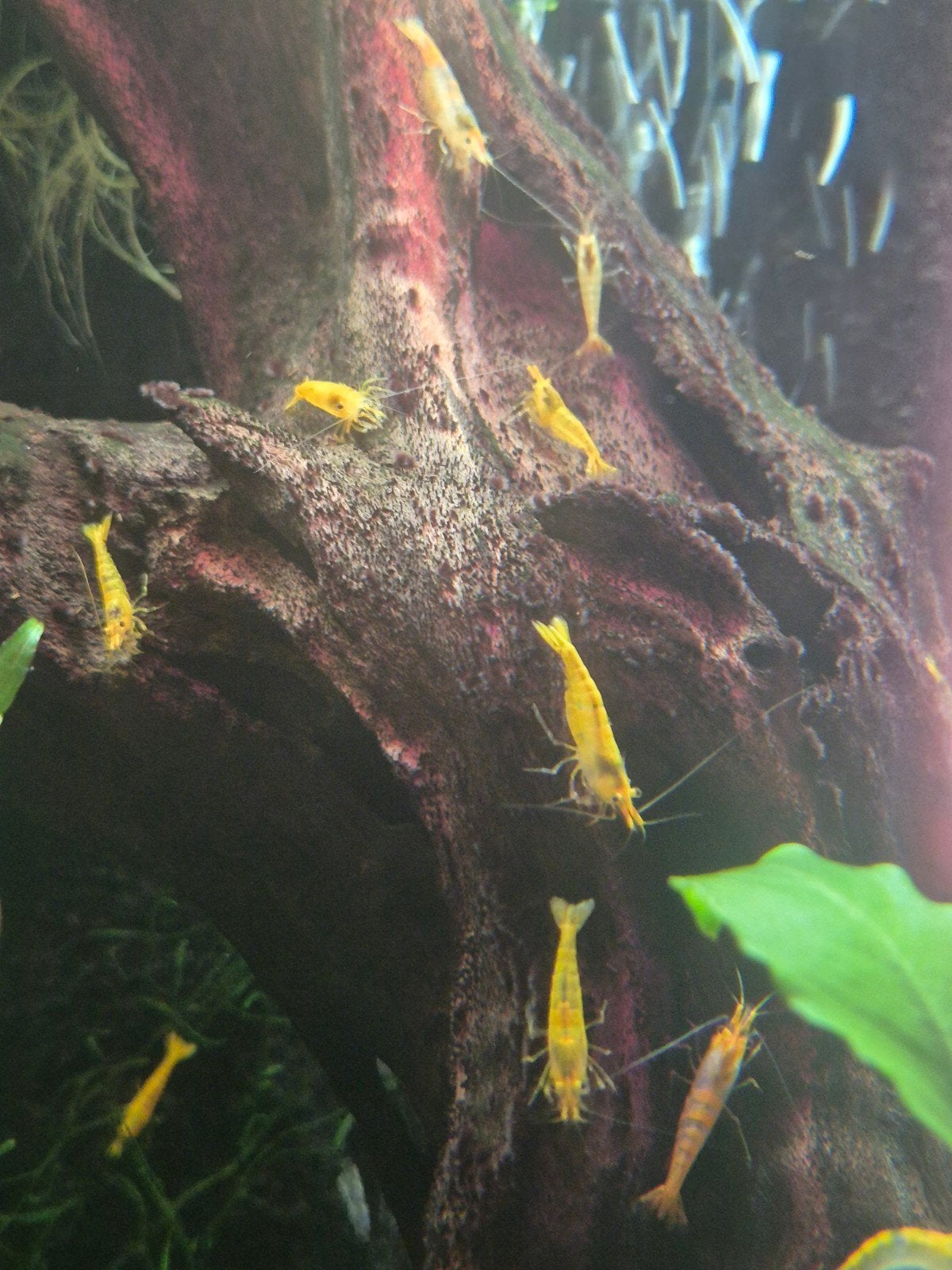 Yellow Neocaridina dwerggarnalen uit eigen kweek, Dieren en Toebehoren, Vissen | Aquariumvissen, Kreeft, Krab of Garnaal