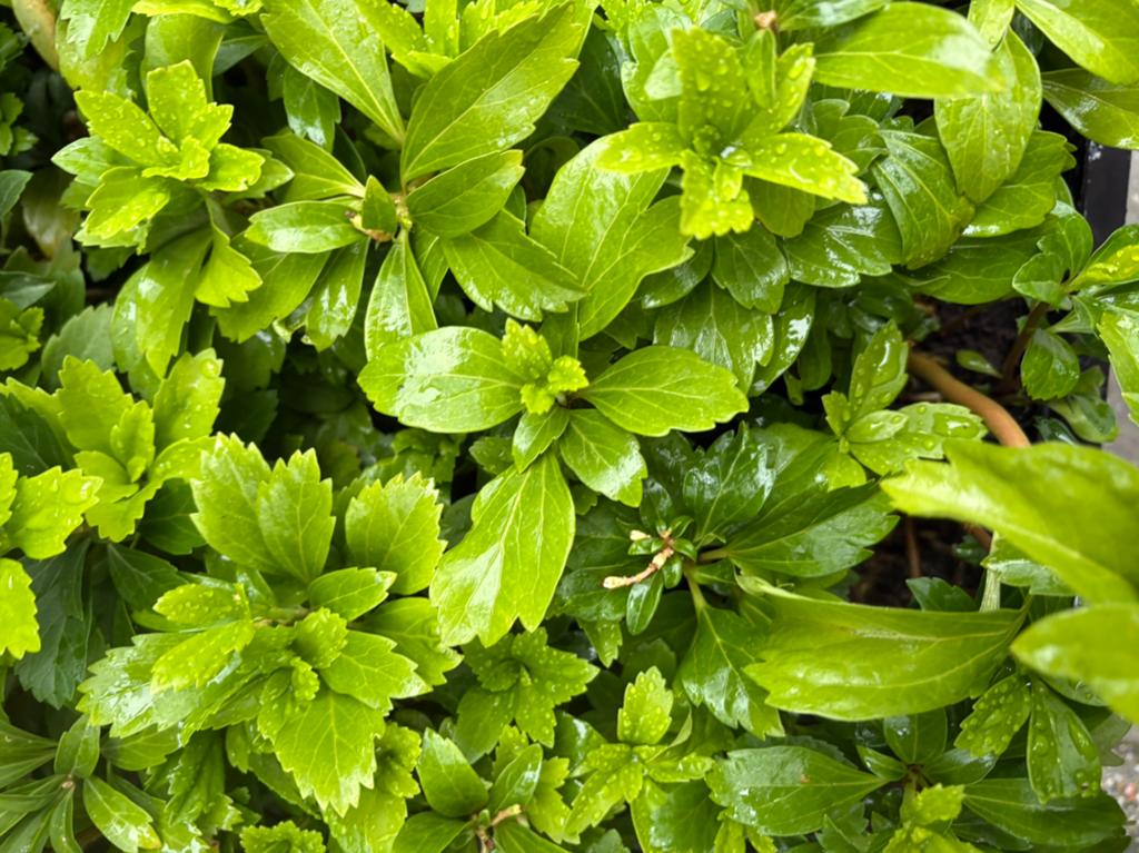 Pachysandra / schaduw /bodembedekker, Tuin en Terras, Planten | Tuinplanten, Ophalen, Bodembedekkers, Halfschaduw