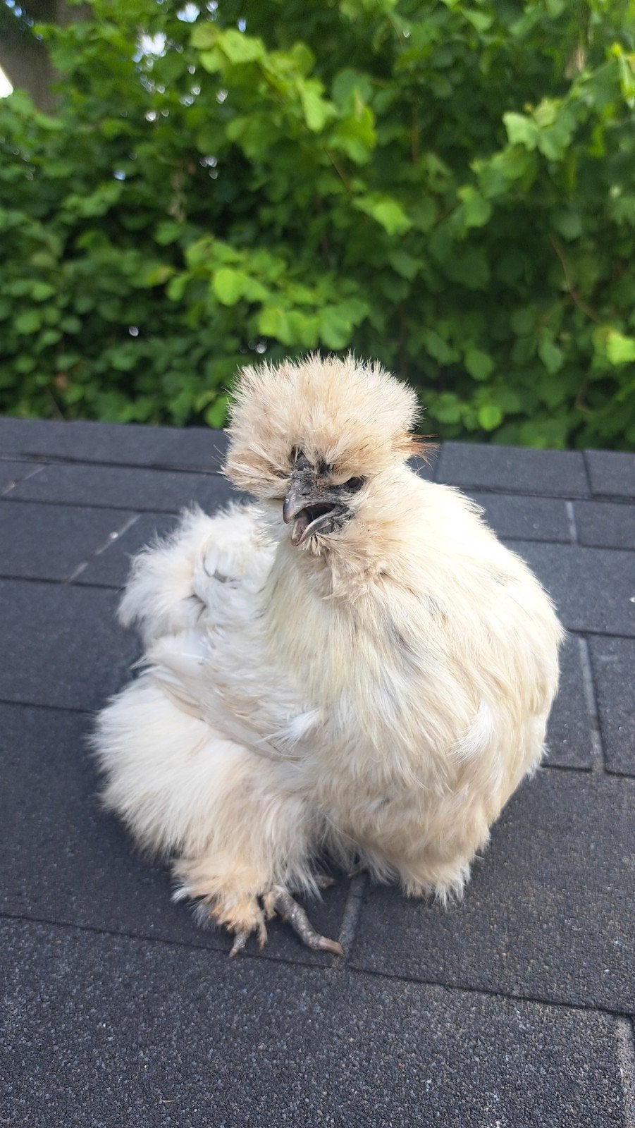 Zijdehoen hen, Dieren en Toebehoren, Pluimvee, Kip, Vrouwelijk