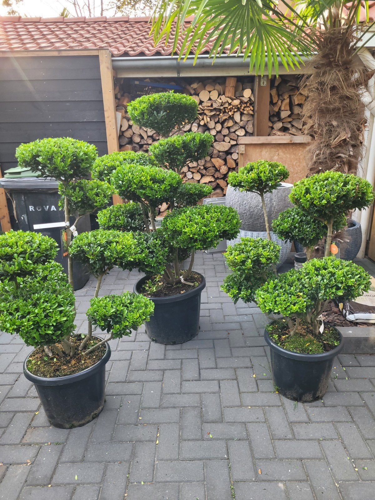 Prachtige grote Ilex crenata vormsnoei, Vaste plant, Bloeit niet, Halfschaduw, Ophalen