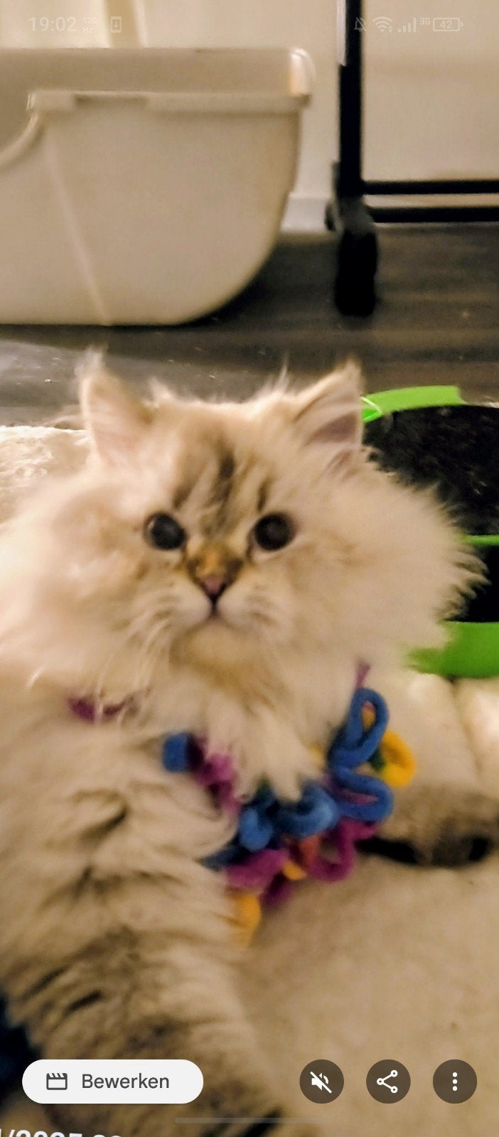 Prachtige Siberische Kater, Kater, Gechipt, 0 tot 2 jaar