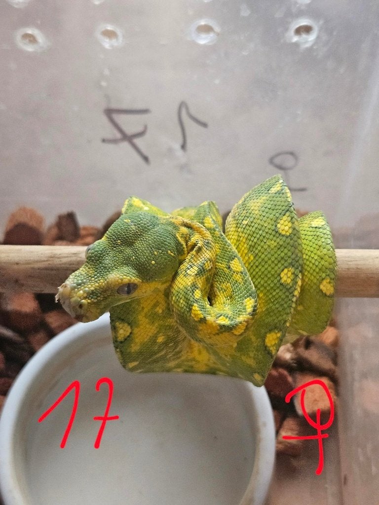reservationreservation Snakeday Morelia viridis biak 2024 Green Tree Python photo 11