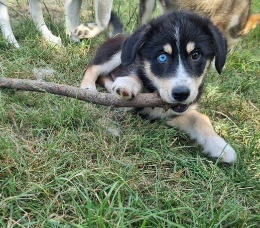 Lieve mooie Husky x Aussie pups️, Dieren en Toebehoren, 8 tot 15 weken, Meerdere, Meerdere dieren, Nederland