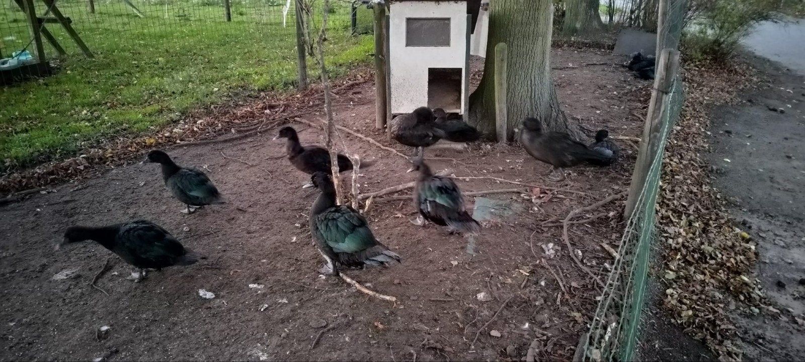Te koop jonge zwarte muskuskeenden., Vrouwelijk, Eend