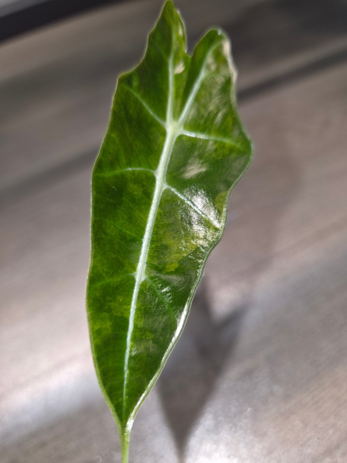 Alocasia sanderiana 'Bull Aurea', Ophalen of Verzenden, Halfschaduw, Minder dan 100 cm