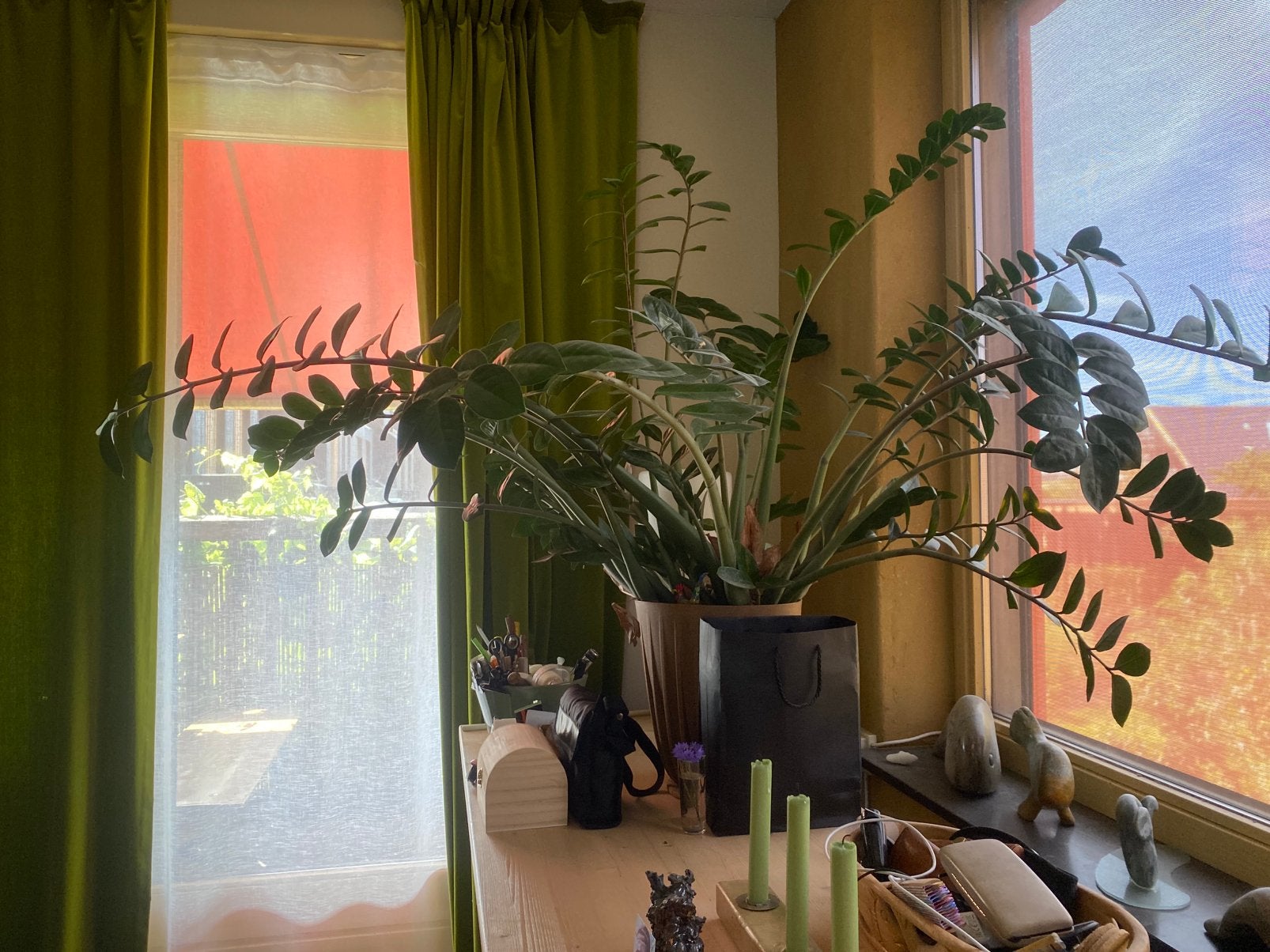 Grote emerald palm plant, Eén persoon, Ticket of Toegangskaart