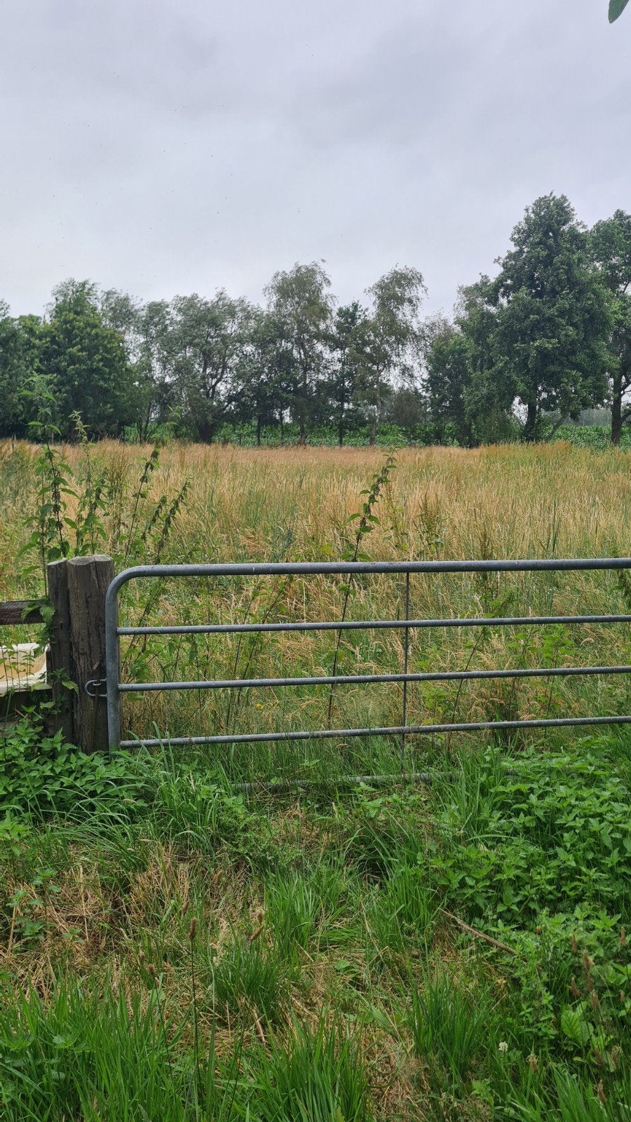 Gratis grasmaaien , of hooien, 1600 m2.