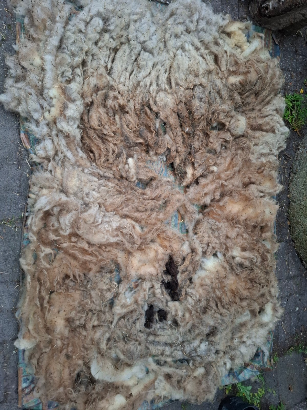 Ruwe vacht Wallische Schwarznase, niet aaneengesloten, Ophalen of Verzenden, Nieuw, Spinwol