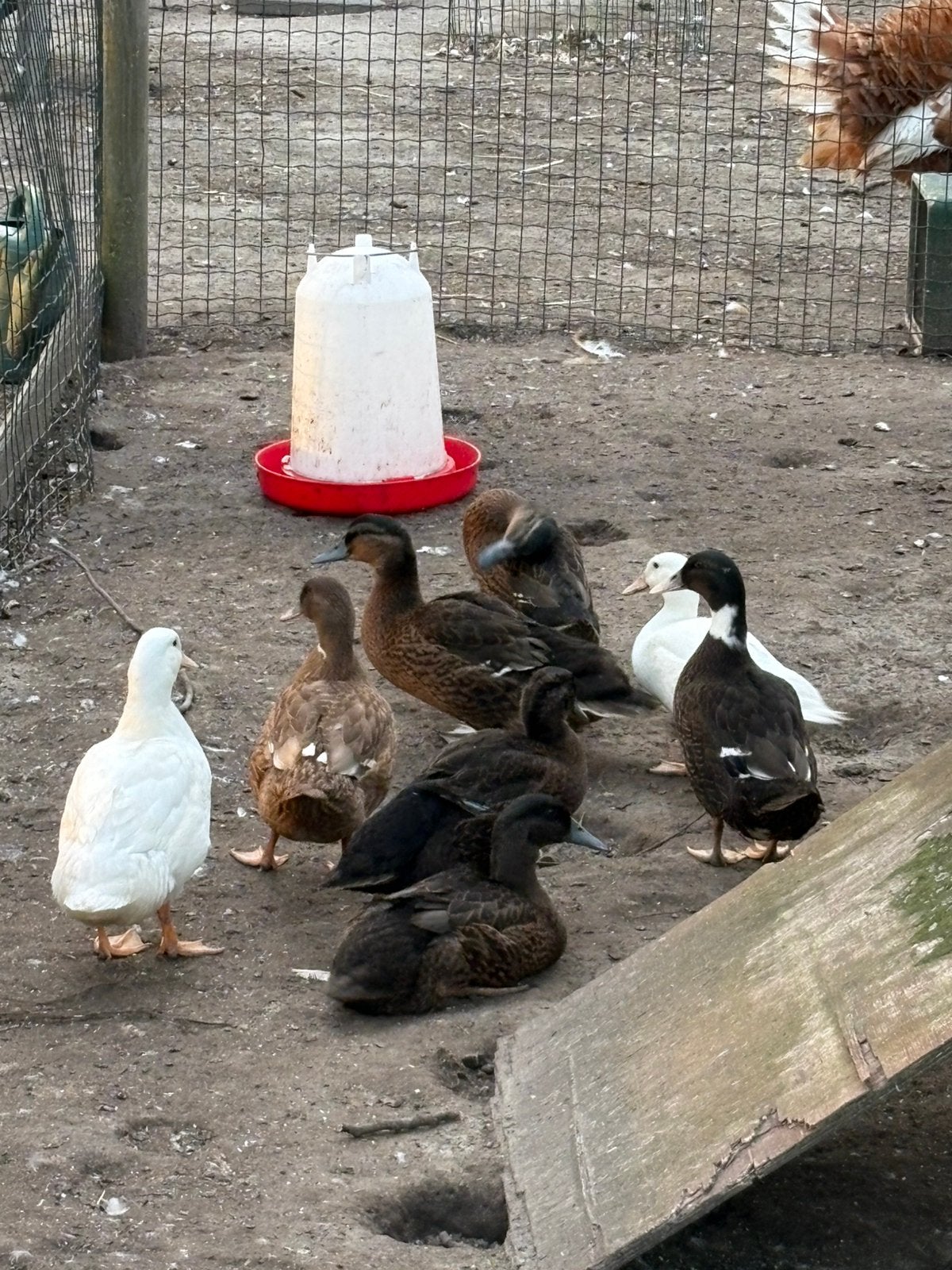 Jonge loopeenden, Meerdere dieren, Eend
