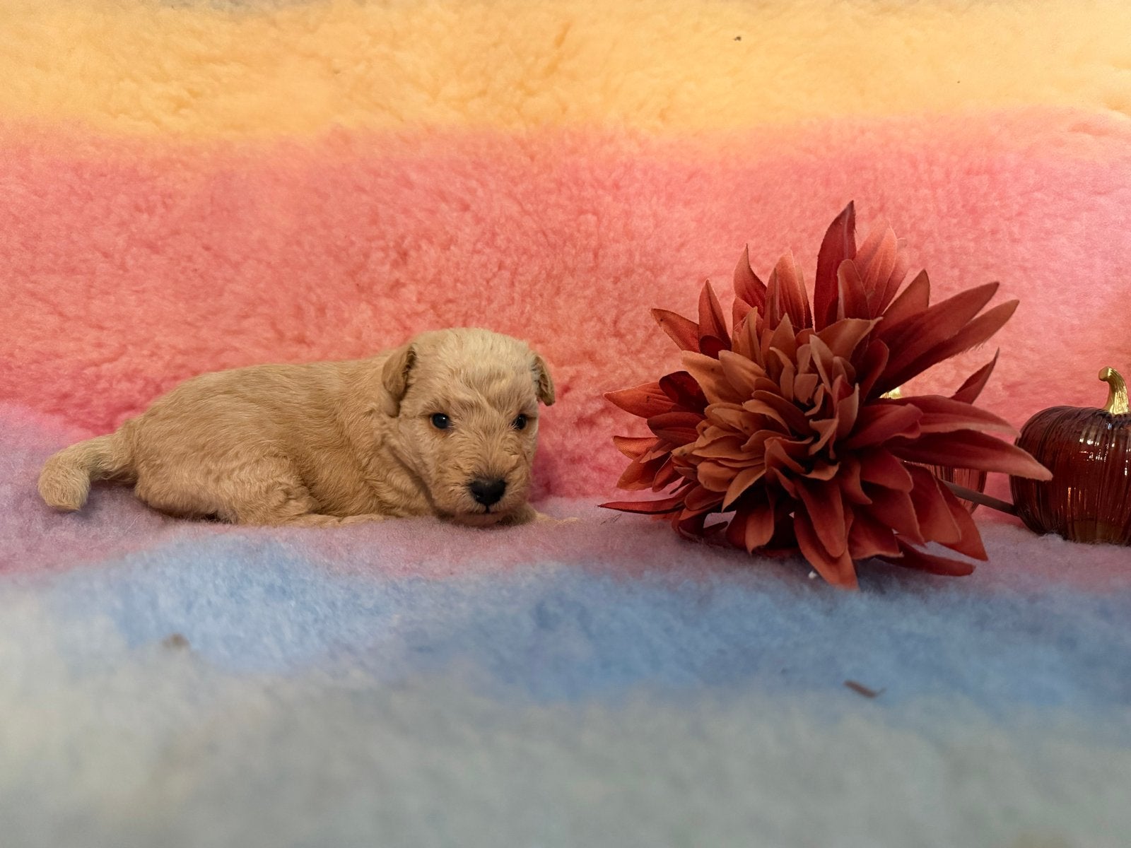 Mooie lakeland pups te koop, CDV (hondenziekte), 8 tot 15 weken, Meerdere, Nederland